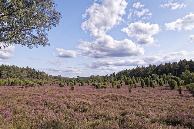 Muserasjon i veggen og krypkjeller